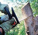 Best Storm Damage Tree Cleanup  in Linden, AL