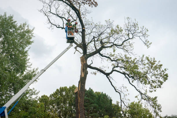 Best Landscape Design and Installation  in Linden, AL