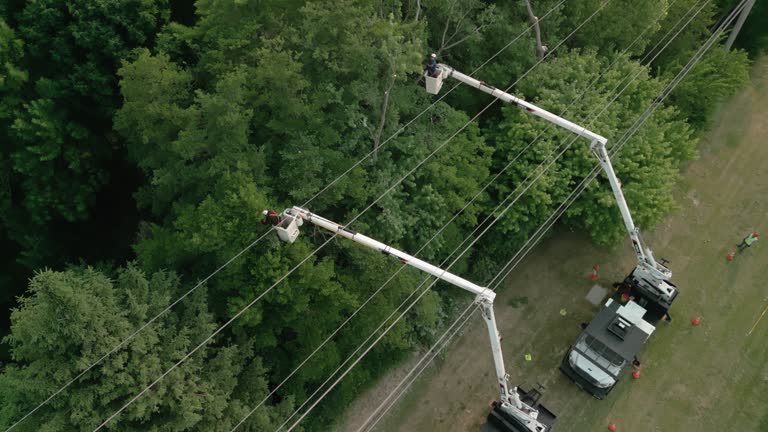 How Our Tree Care Process Works  in  Linden, AL