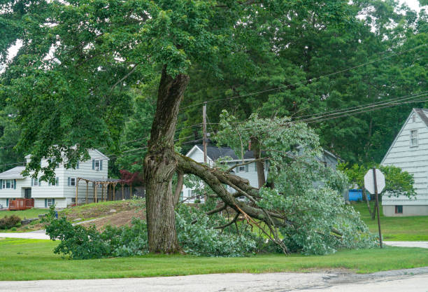 Mulching Services in Linden, AL
