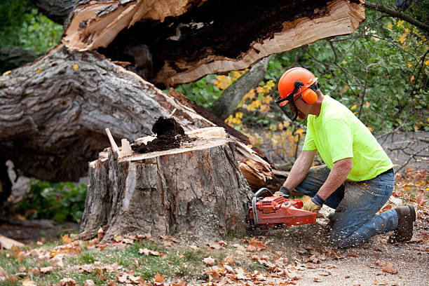 Best Tree Maintenance Programs  in Linden, AL
