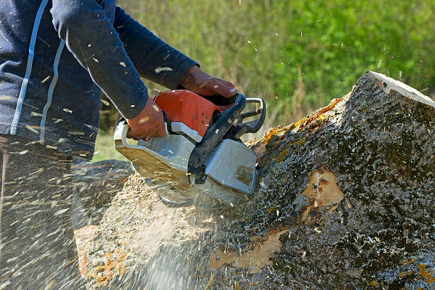 Best Lawn Maintenance Plans  in Linden, AL