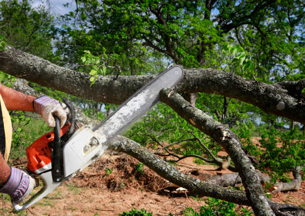 Best Tree Disease Treatment  in Linden, AL